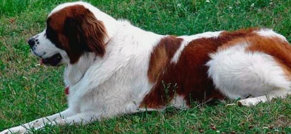 Saluki (perzsa agár) leírása, jellemzői, a fajta jellemzői leírás