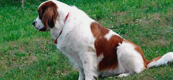 Saluki (perzsa agár) leírása, jellemzői, a fajta jellemzői saluki