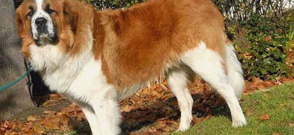 Saluki (perzsa agár) leírása, jellemzői, a fajta jellemzői agár