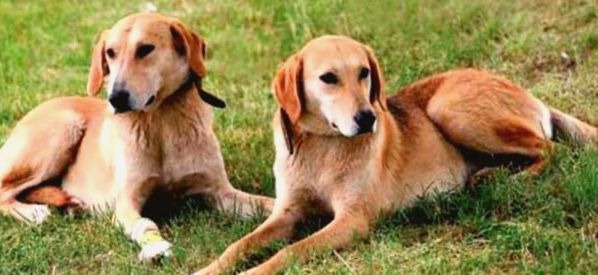 Saluki (perzsa agár) leírása, jellemzői, a fajta jellemzői saluki